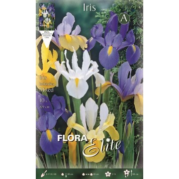 Iris Dutch Mixed