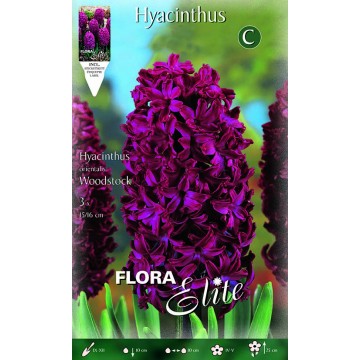 Hyacinth WoodStock