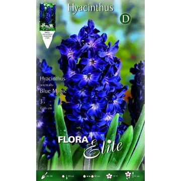 Hyacinth Blue Magic