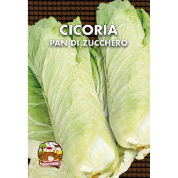 Sugarloaf Chicory