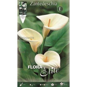 Calla Bianca Aethiopica