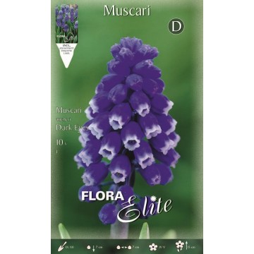 Muscari Dark Eyes