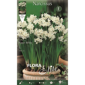 Narciso Christmas Flowering Paper White