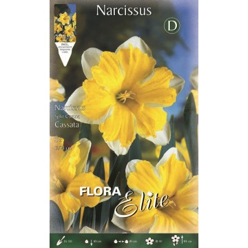 Narcissus Split Crown Cassata