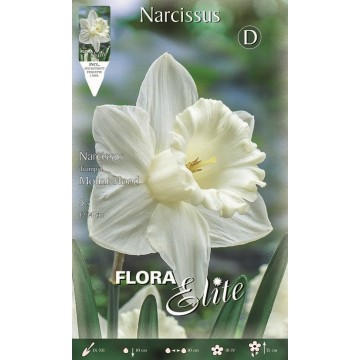 Narcissus Trumpet Mount Hood