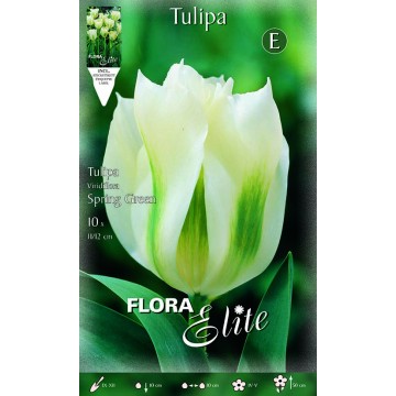 Tulipano Viridiflora Spring Green