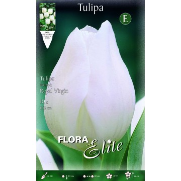 Tulip Triumph Royal Virgin