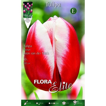 Tulipano Triumph Leen van der Mark