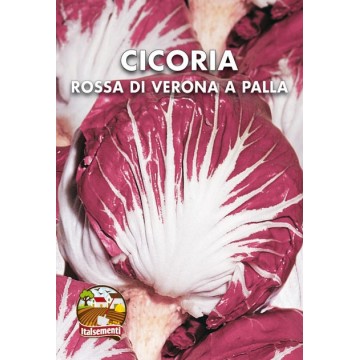 Red Chicory of Verona in Palla