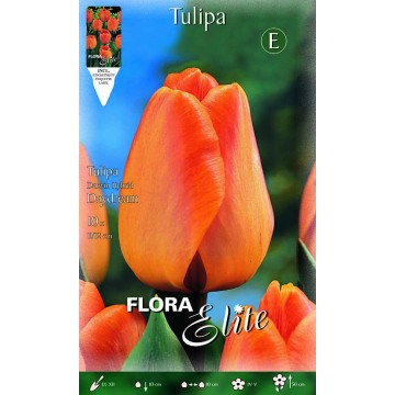 Darwin Hybride Daydream Tulipe