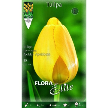Tulip Darwin Hybrid Golden Apeldoorn