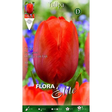 Tulip Darwin Hybrid Orange van Eijk