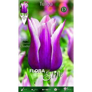 Tulip Lily-Flowered Claudia