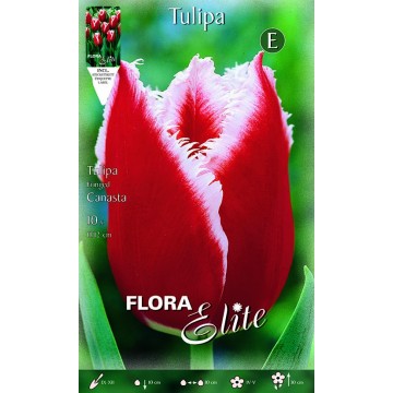 Tulip Fringed Canasta