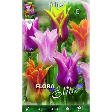 Tulipe Fleurs de Lys Mixte