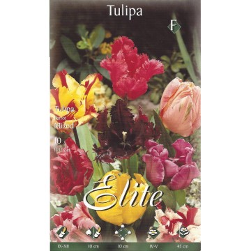Tulip Parrot Mixed