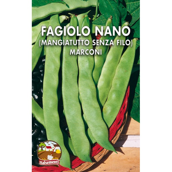 Marconi Nano Bean Black Seed Marconi Nano Bean Black Seed