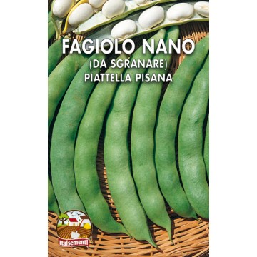 Fagiolo Rampicante Piattella Pisana