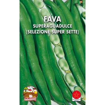 Fava Superaguadulce sel. Super 7 (Maroc)