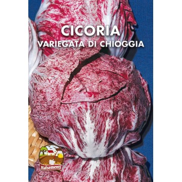 Cicoria Variegata di Chioggia