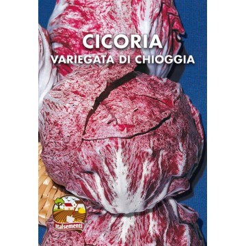 Variegated Chicory of Chioggia