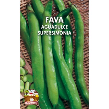 Fava Aguadulce Supersimonia (Marocco)