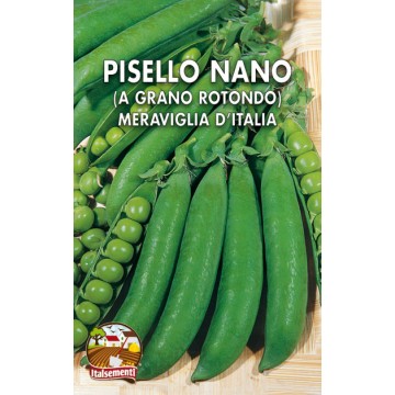 Merveille de pois nains d’Italie