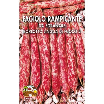 Fagiolo Rampicante Borlotto Lingua di Fuoco