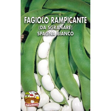 Fagiolo Rampicante Spagna Bianco