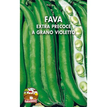 Extra Early Violet Wheat Fava Bean