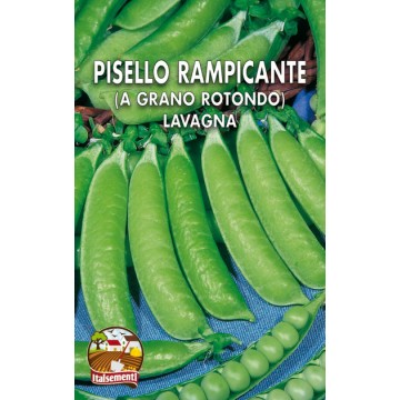 Pisello Rampicante Lavagna
