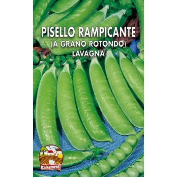 Pisello Rampicante Lavagna