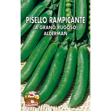 Pisello Rampicante Alderman