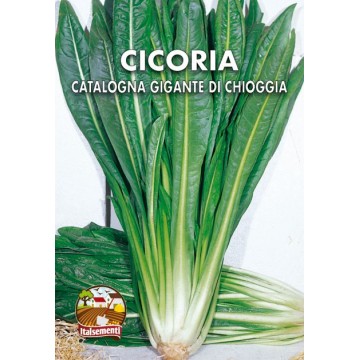 Cicoria Catalogna Gigante...