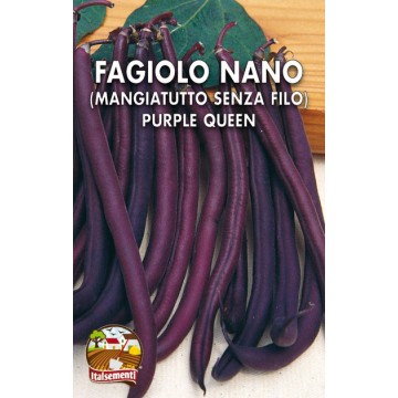 Purple Queen Dwarf Bean