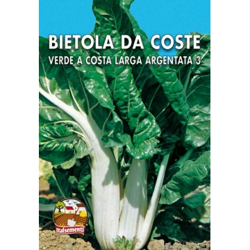 Bietola da Coste Verde a Costa Larga Argentata 3