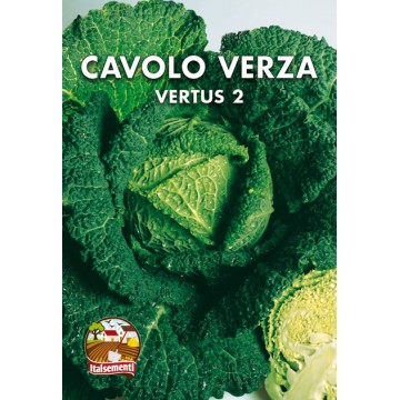Savoy cabbage Vertus 2