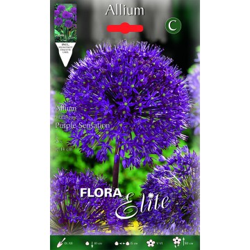 Allium Purple Sensation