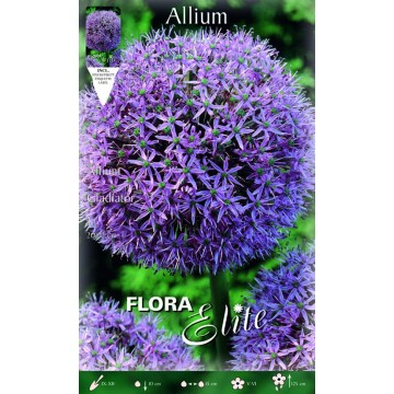 Allium-Riesen-Gladiator
