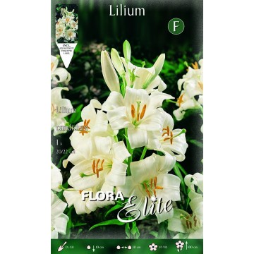 Lilium Candidum St. Anthony's Lily