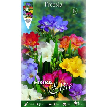 Mixed Simple Freesia