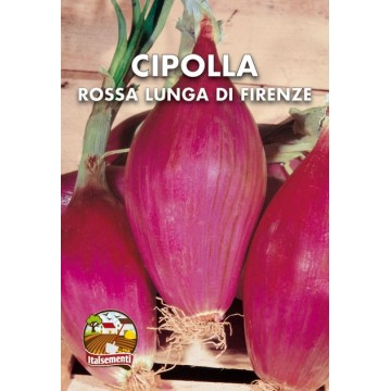 Long Red Onion of Florence