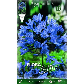 Blue Agapanthus