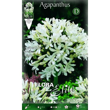 Weißer Agapanthus