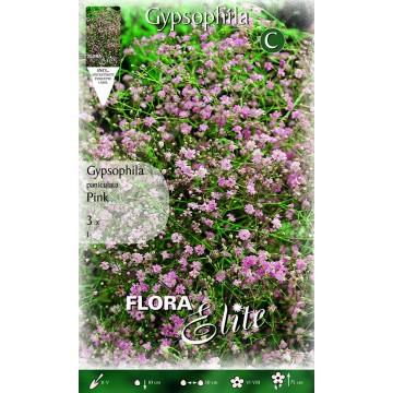 Voile de mariée rose - Gypsophila paniculata-Primaverili-ITALSEMENTI s.n.c.