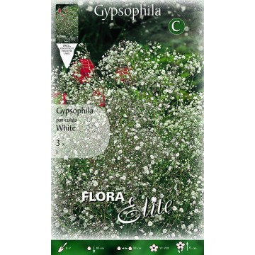 White Bridal Veil - Gypsophila Paniculata-Primaverili-ITALSEMENTI s.n.c.