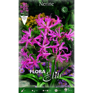 Nerine Bowdenii-Bulbi Primaverili-ITALSEMENTI s.n.c.
