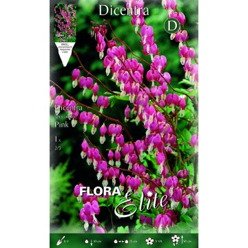 Das Herz von Maria Dicentra-Bulbi Primaverili-ITALSEMENTI s.n.c.