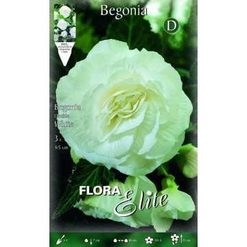 Double Begonias White
