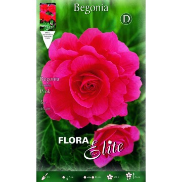 Bégonias doubles roses